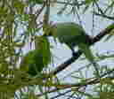 Mother Feeding Baby Parakeet